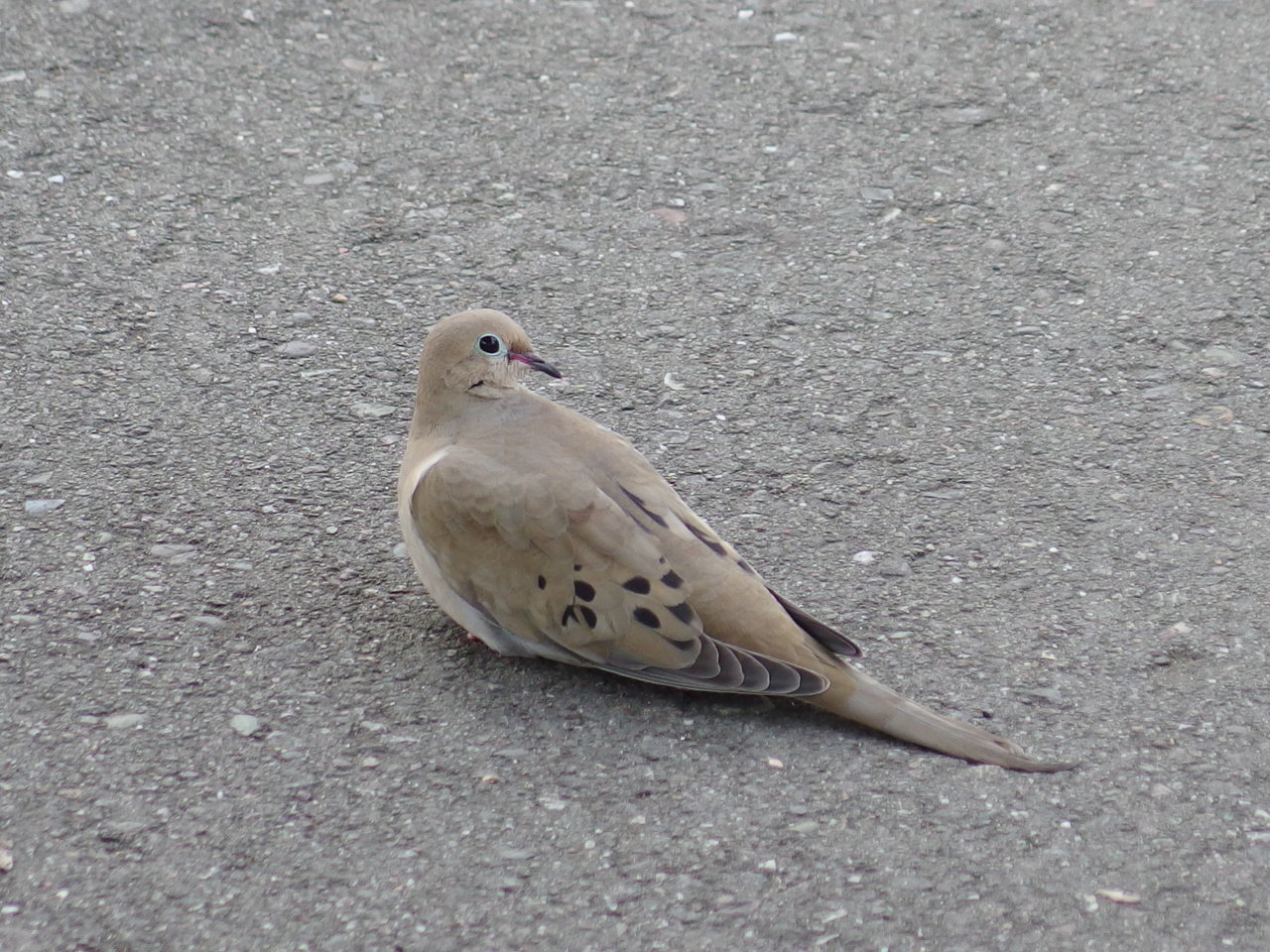 Dove.jpg