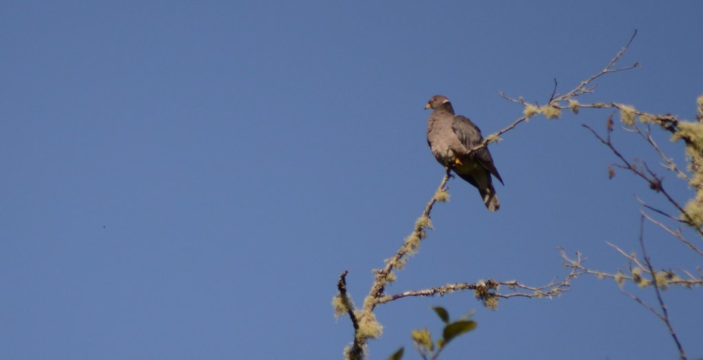 dove.jpg