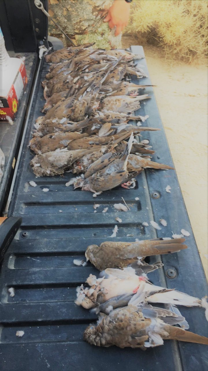 Dover Opener.jpg