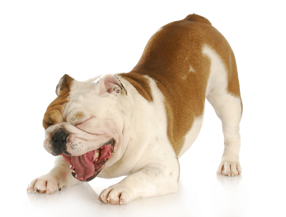 down-dog-1.jpg