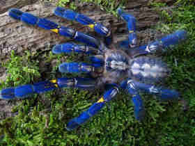 downloadPoecilotheria_metallicapreview_26f59a1bb935085d67c81a4602f960598e3ce15a.jpg
