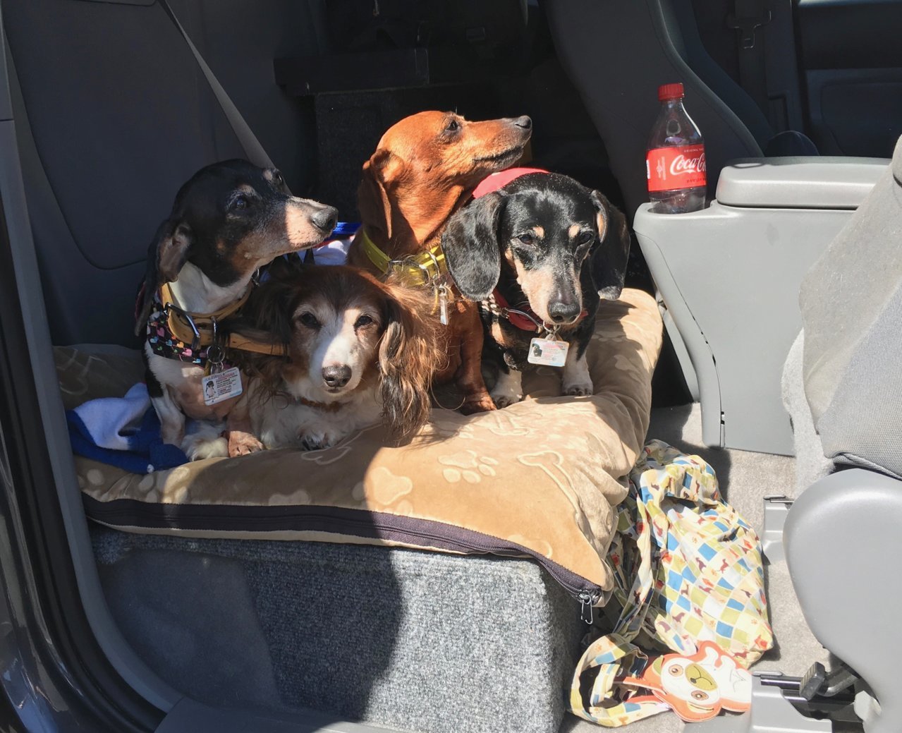 Doxies.jpg