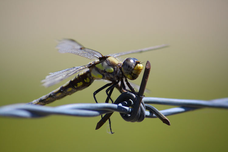 dragon-fly-1_zps65832ad9_a5a32b3fe625575f9e524c56647b83c38dc9dde8.jpg