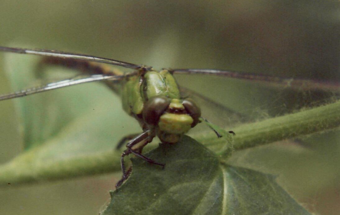dragonfly1.jpg