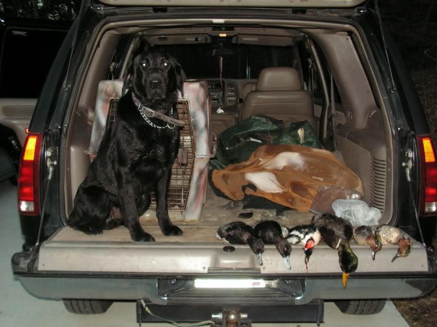 drakeandducks1205_27fba6446d1e0370c5b68982e8960ea600ebe0f8.jpg