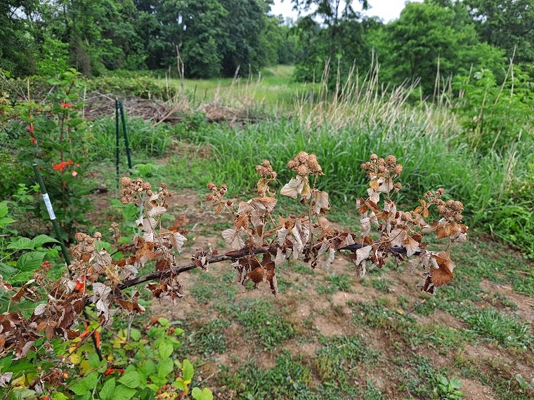 Dryberry.jpg