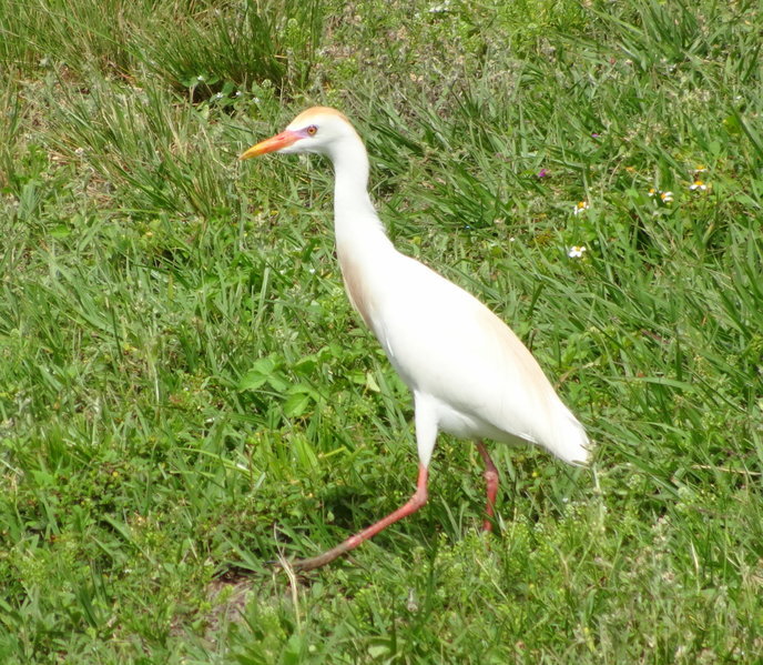 DSC00242.jpg