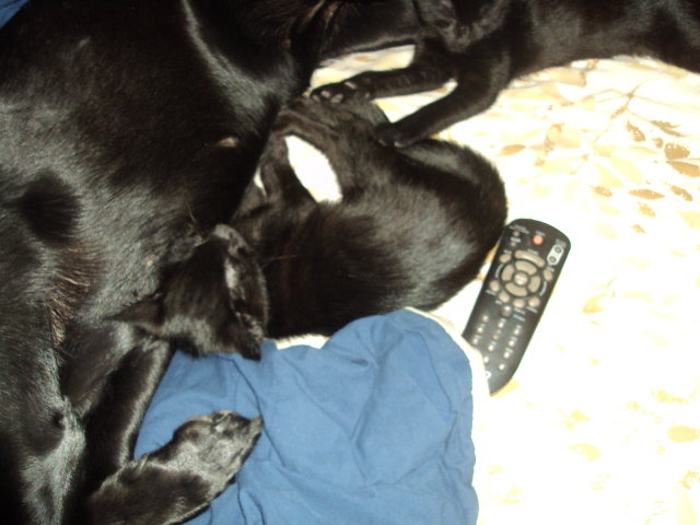 DSC00393_zpsa28422f9_aec60cdb9f0c042bb675ec8a4d91e674ce2df07b.jpg