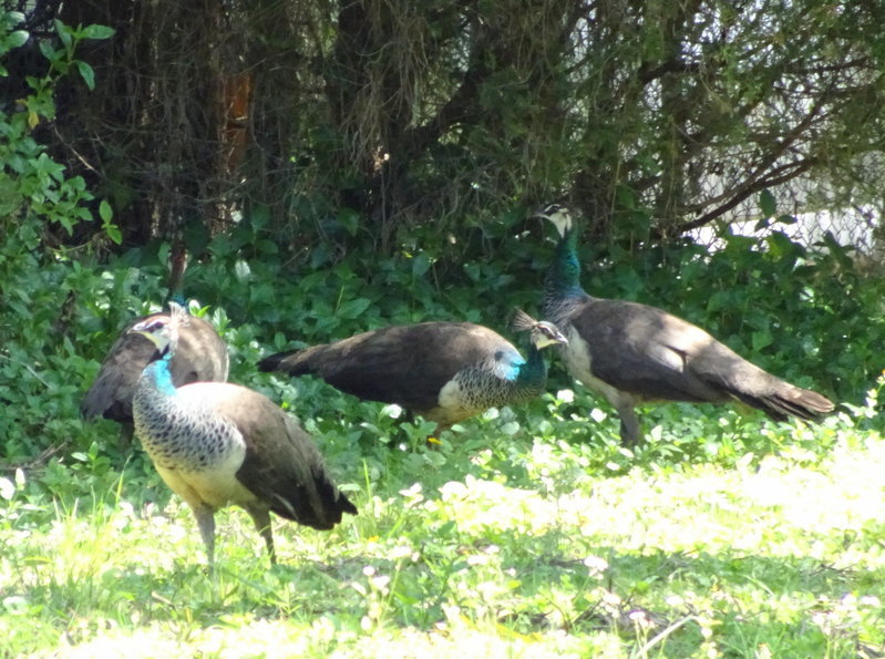 DSC00500.jpg