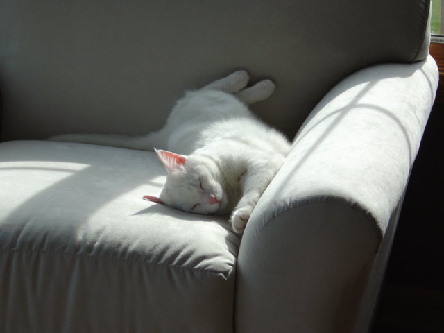 DSC00630.jpg