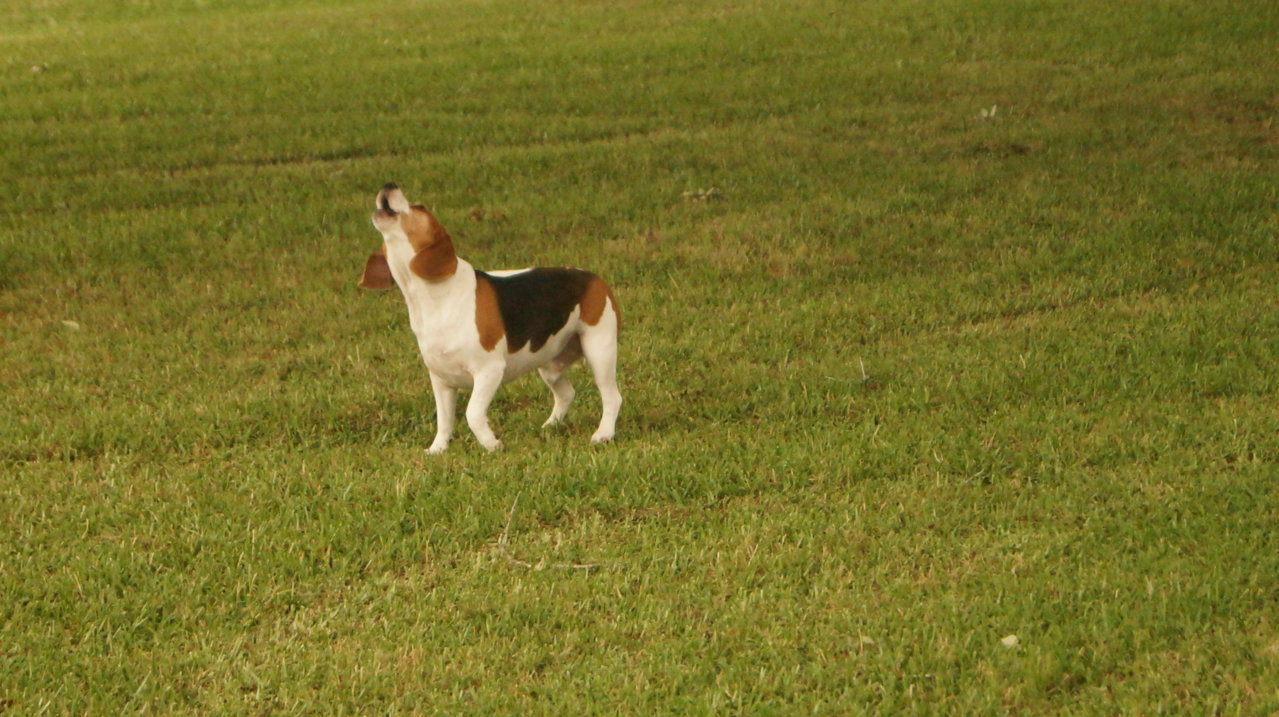 DSC00815.jpg