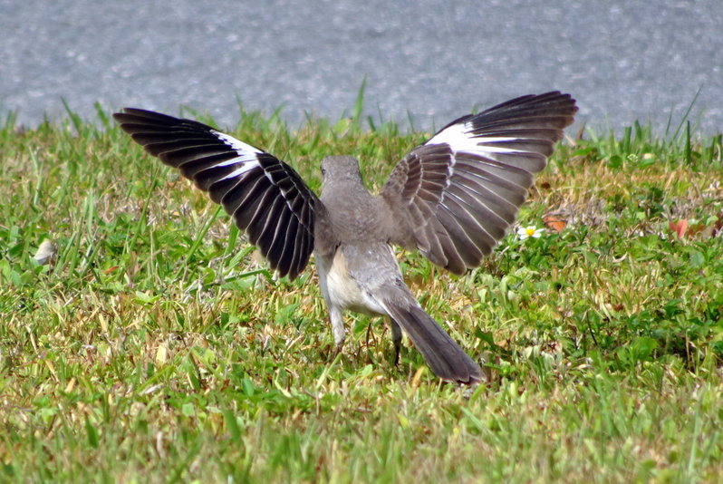 DSC00864.jpg