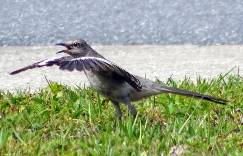 DSC00874.jpg