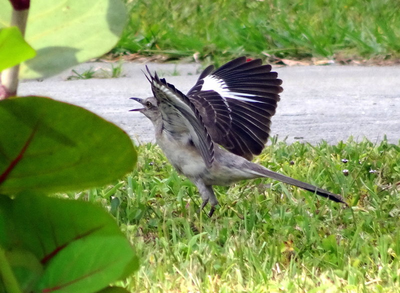DSC00875.jpg