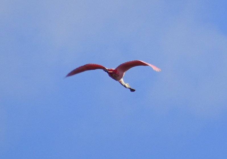 DSC00917.jpg