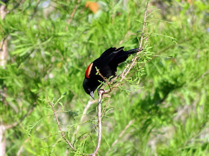 DSC00988.jpg