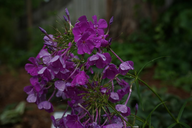 DSC01366.jpg