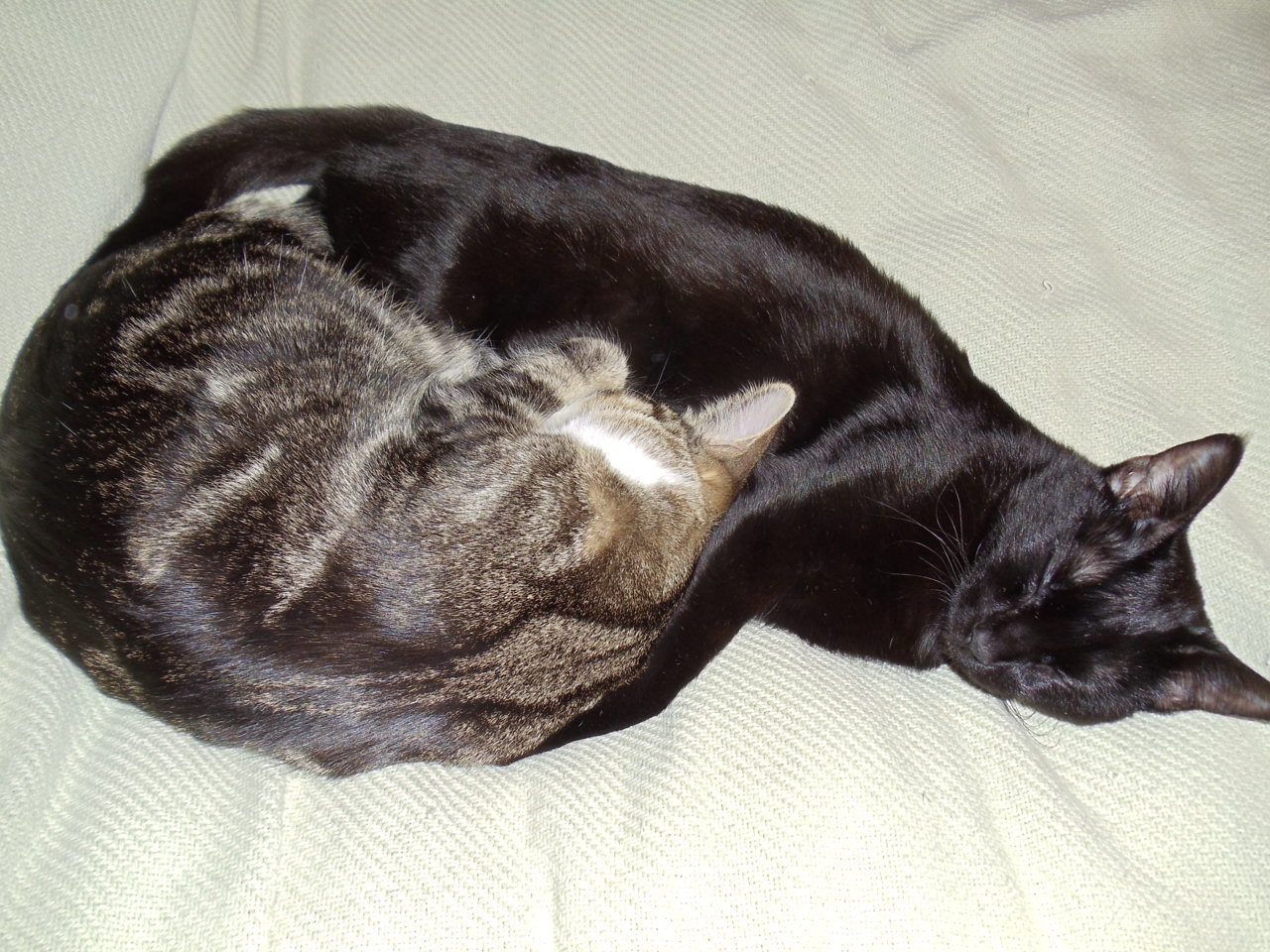 DSC02354.jpg