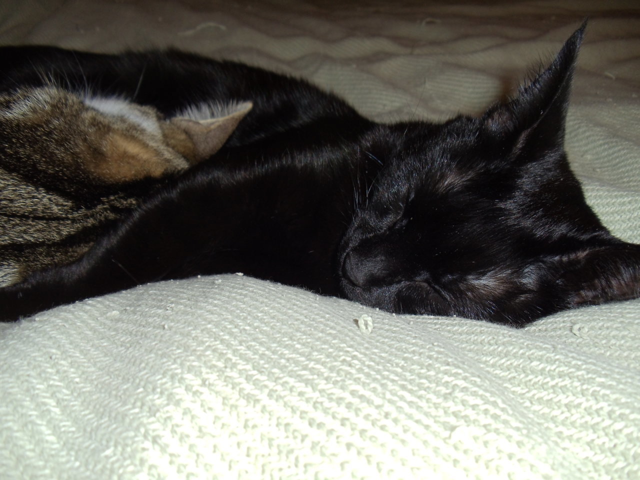 DSC02355.jpg