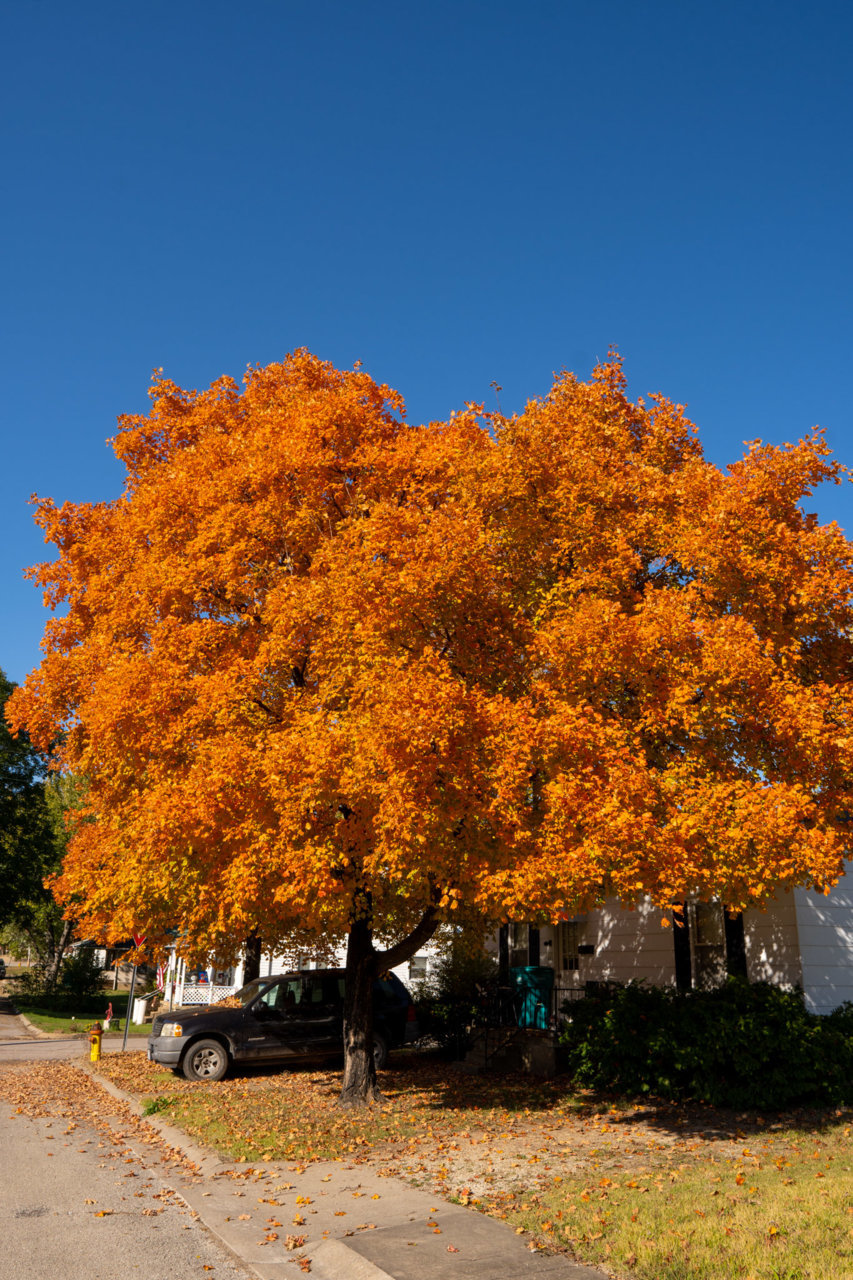DSC03116.jpg