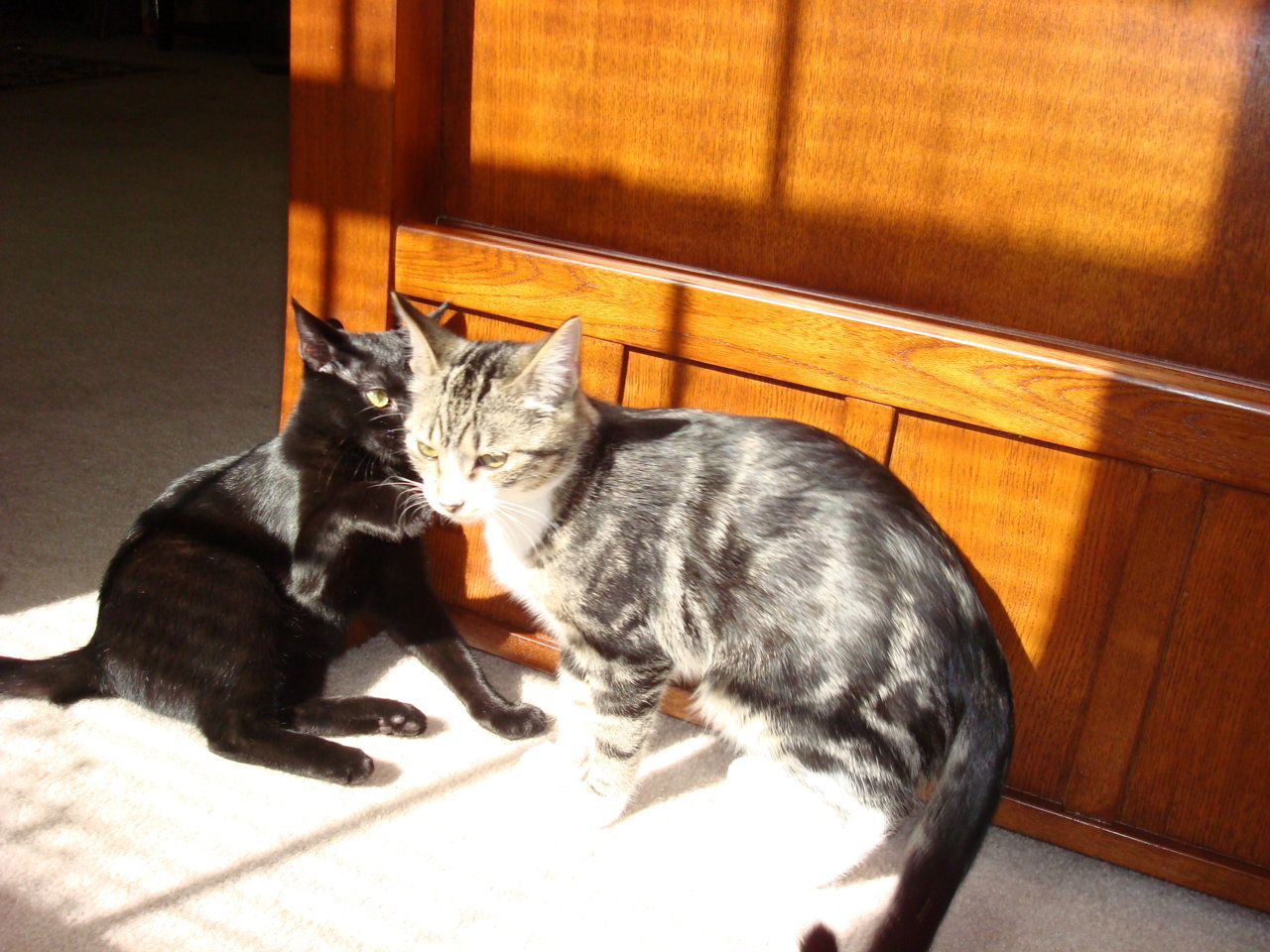 DSC03158.jpg