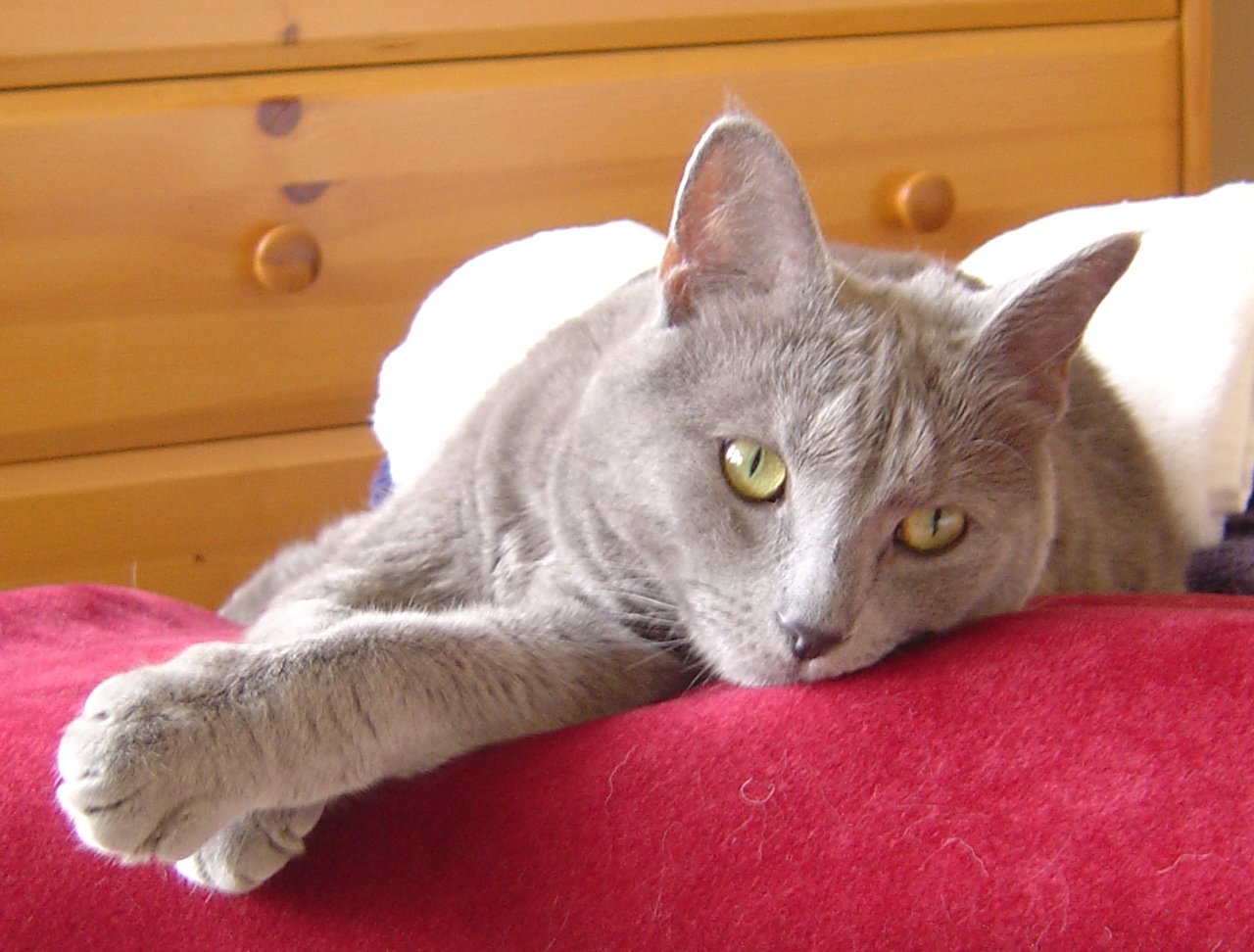 DSC04147 - crop.jpg