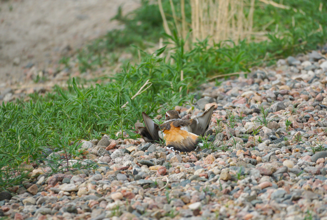 DSC04557.jpg