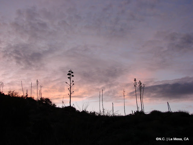 DSC09559_a996836d19a05680ac6e78394900cad9c4972b50.jpg