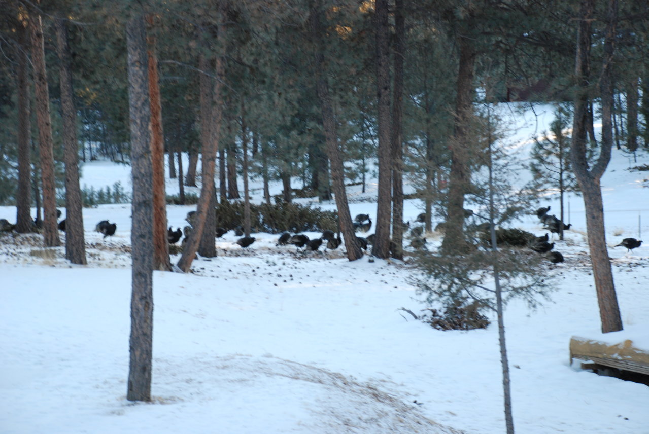 DSC_0005.jpg