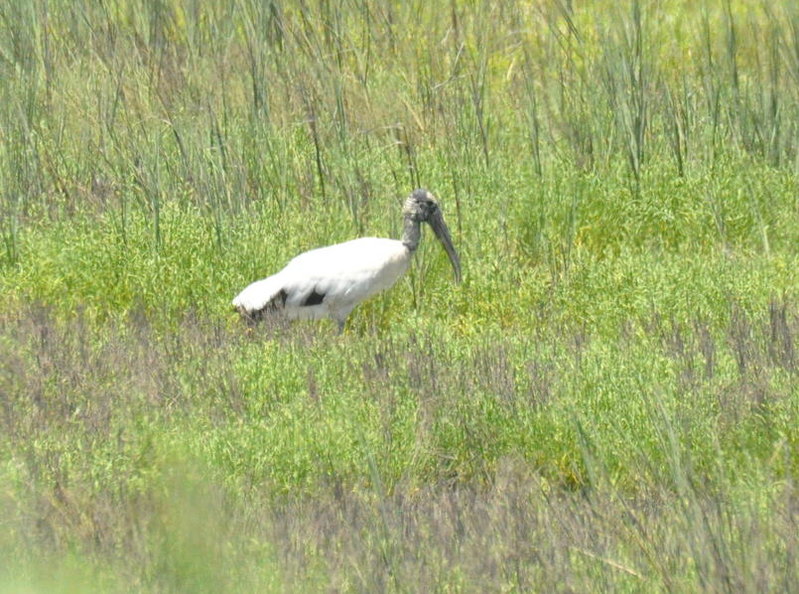 DSC_0007.jpg
