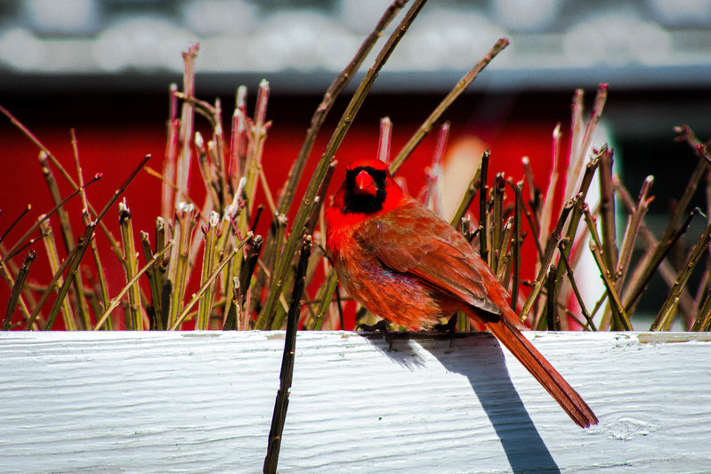 DSC_0011.jpg