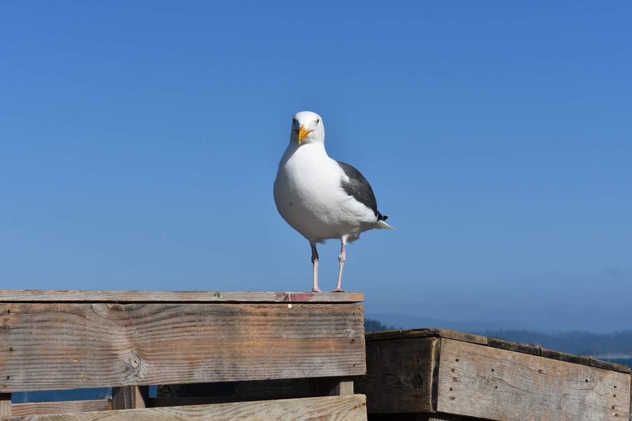 DSC_0015.jpg
