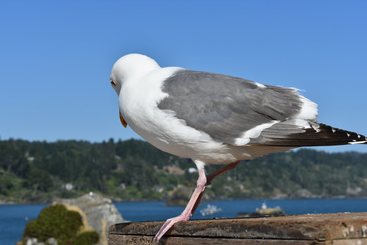 DSC_0016.jpg