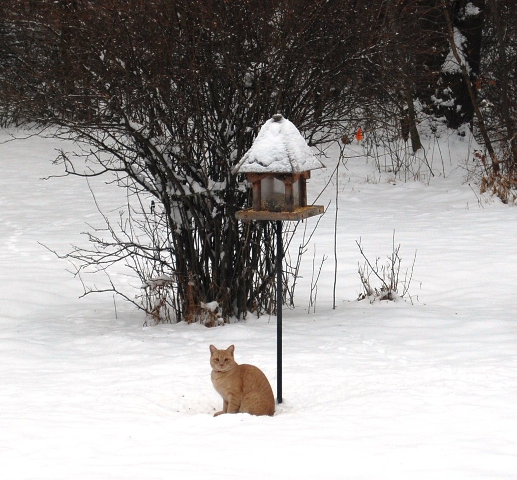 DSC_0017a.jpg