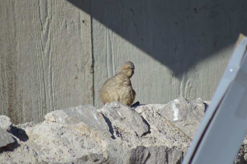 DSC_0018.jpg
