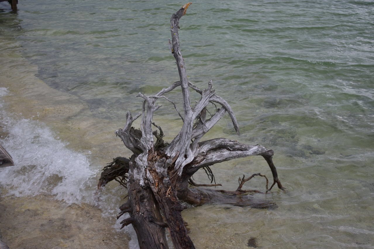 DSC_0019.jpg