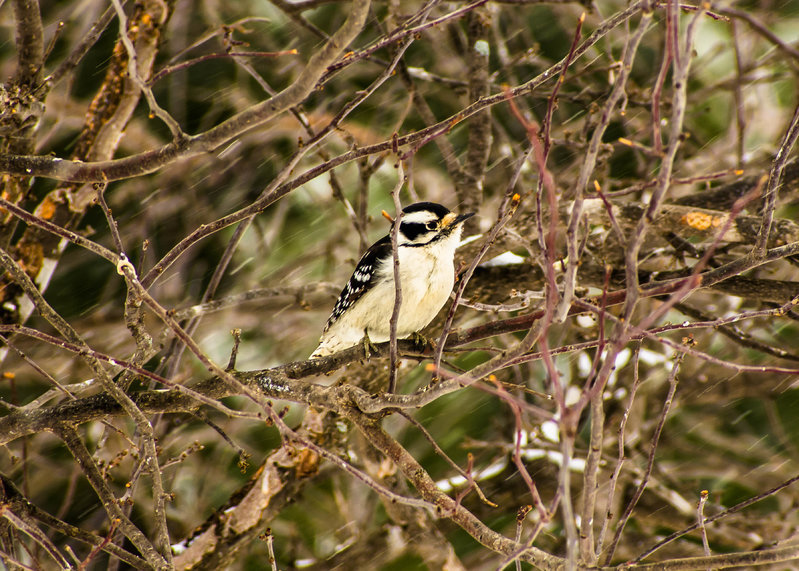 DSC_0030.jpg