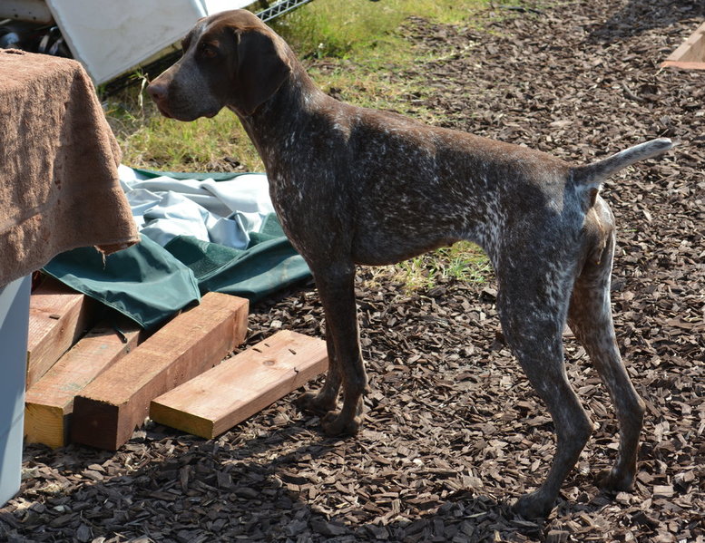 DSC_0041chucker2.jpg