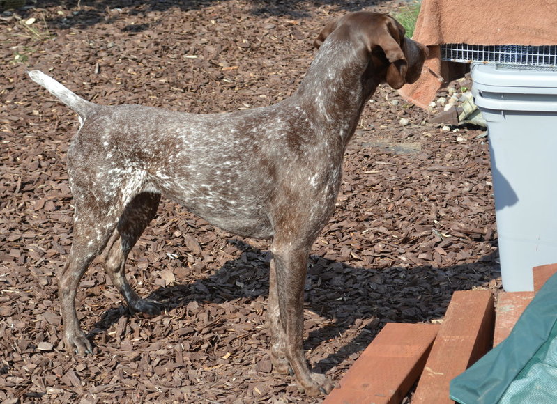 DSC_0042 chucker.jpg