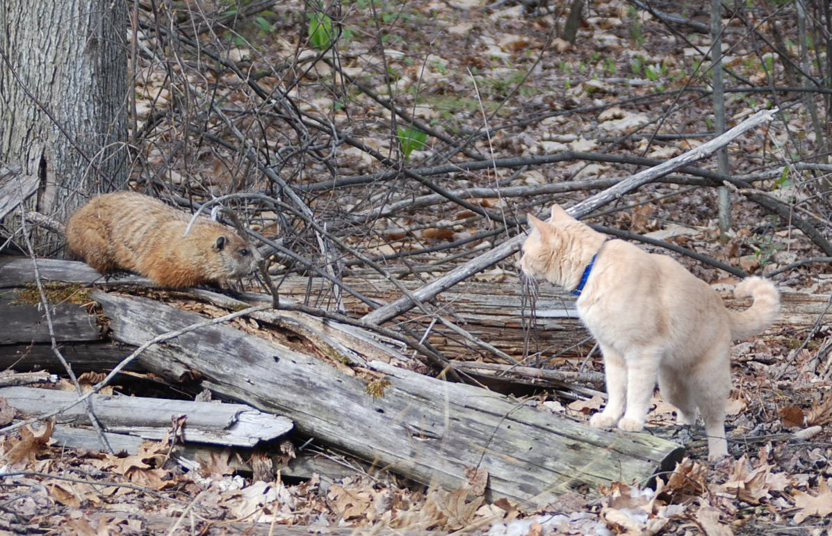 DSC_0049a.jpg