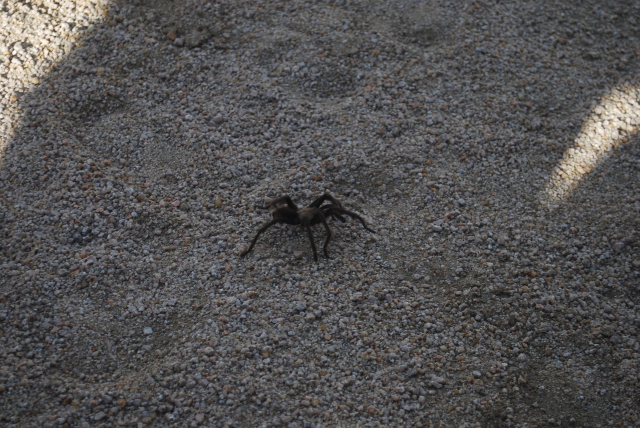 DSC_0061.jpg