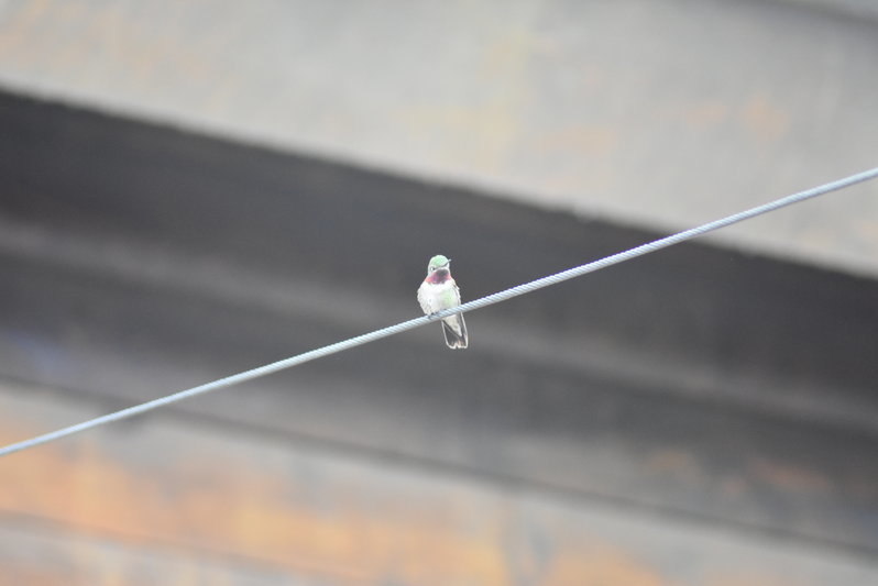 DSC_0064.jpg