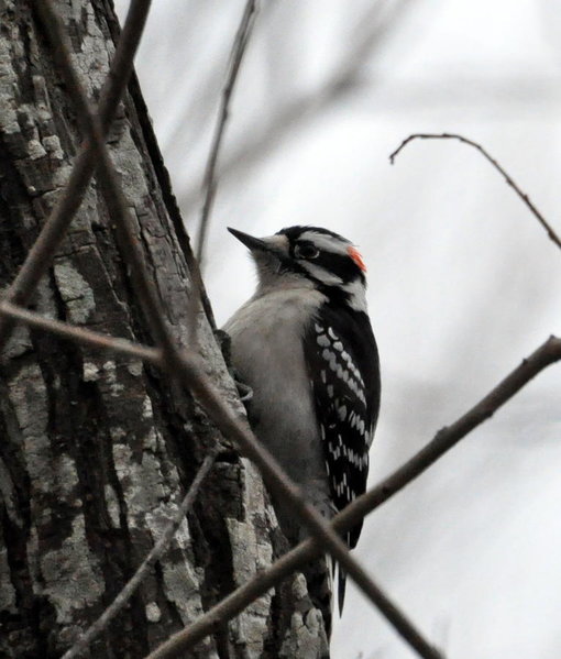 DSC_0070.jpg