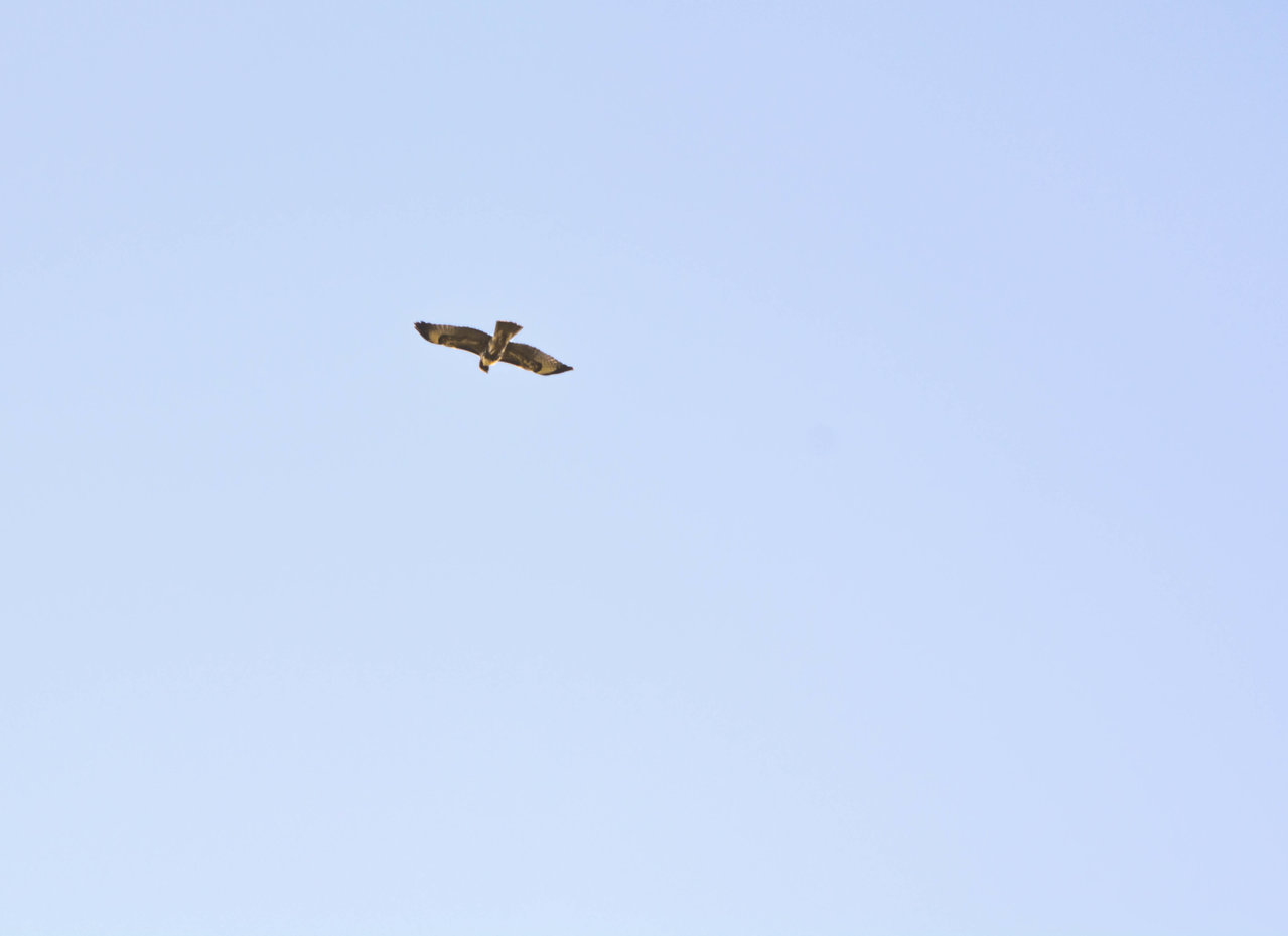 DSC_0070.jpg