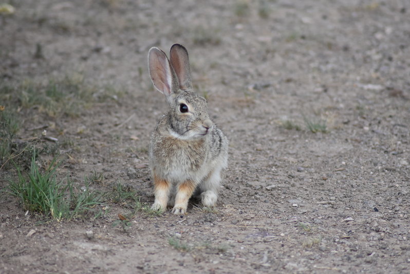 DSC_0079.jpg