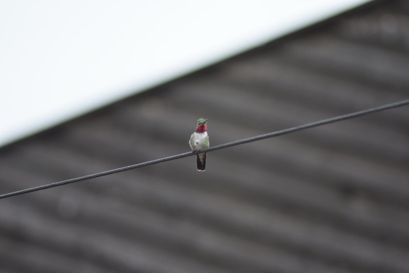 DSC_0080.jpg