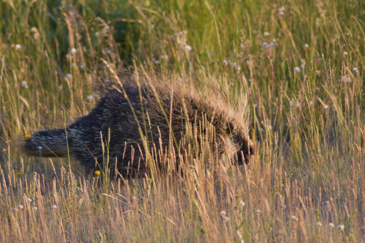 DSC_0080.jpg