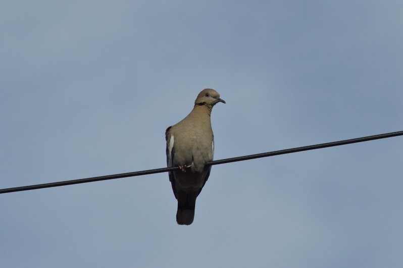 DSC_0080.jpg