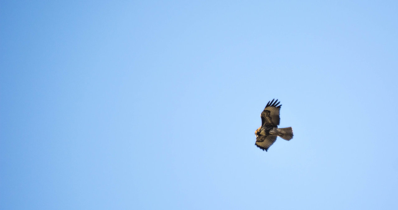 DSC_0081.jpg