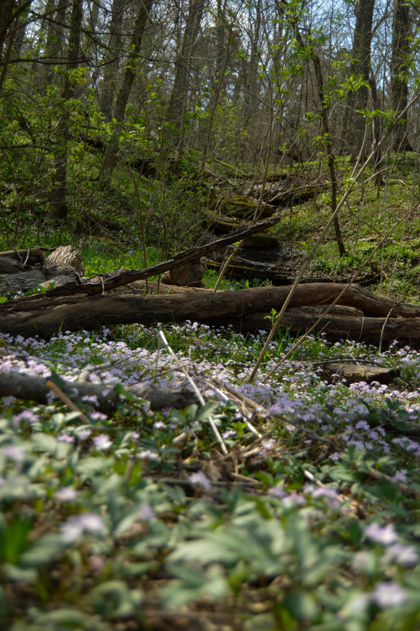 DSC_0083.jpg